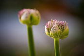 Some Sort Of Buds